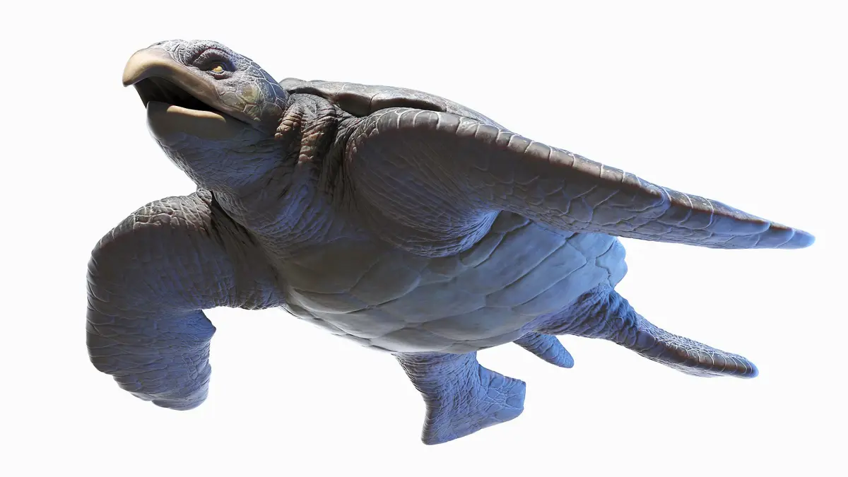 Archelon Static 3D model