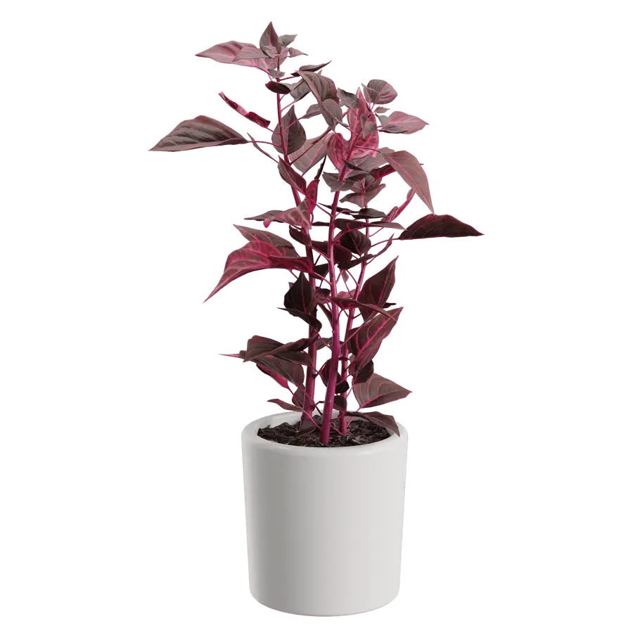  Bloodleaf Plant Model  purchase