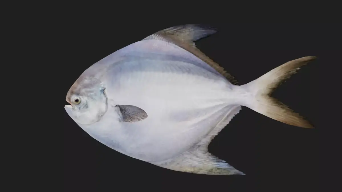 Pomfret Low-poly 3D model buy