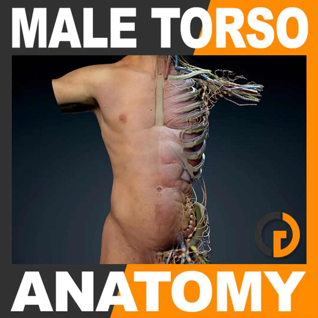 Human Male Torso Anatomy 3D model