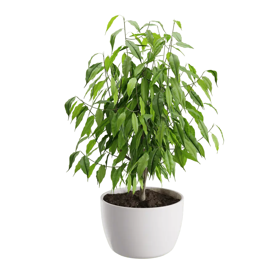  Ficus Benjamina Plant Model  purchase