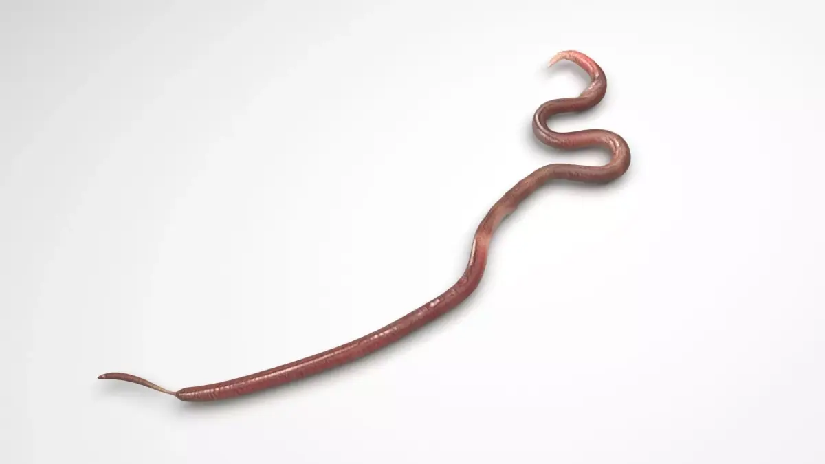 Roundworm 3D model
