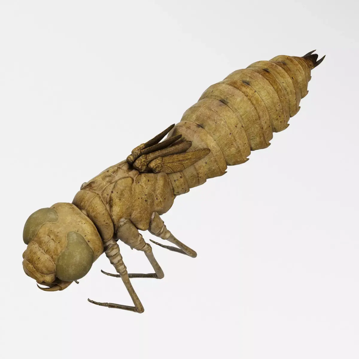 Molt Anax Imperator 3D model