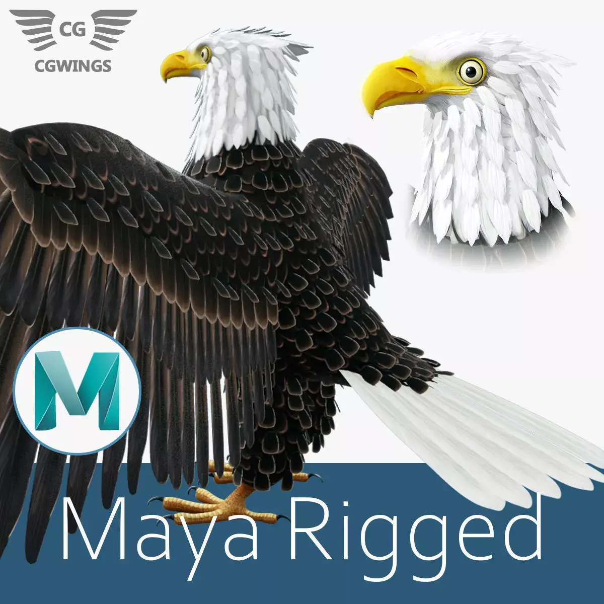 Bald Eagle Low-poly 3D model purchase