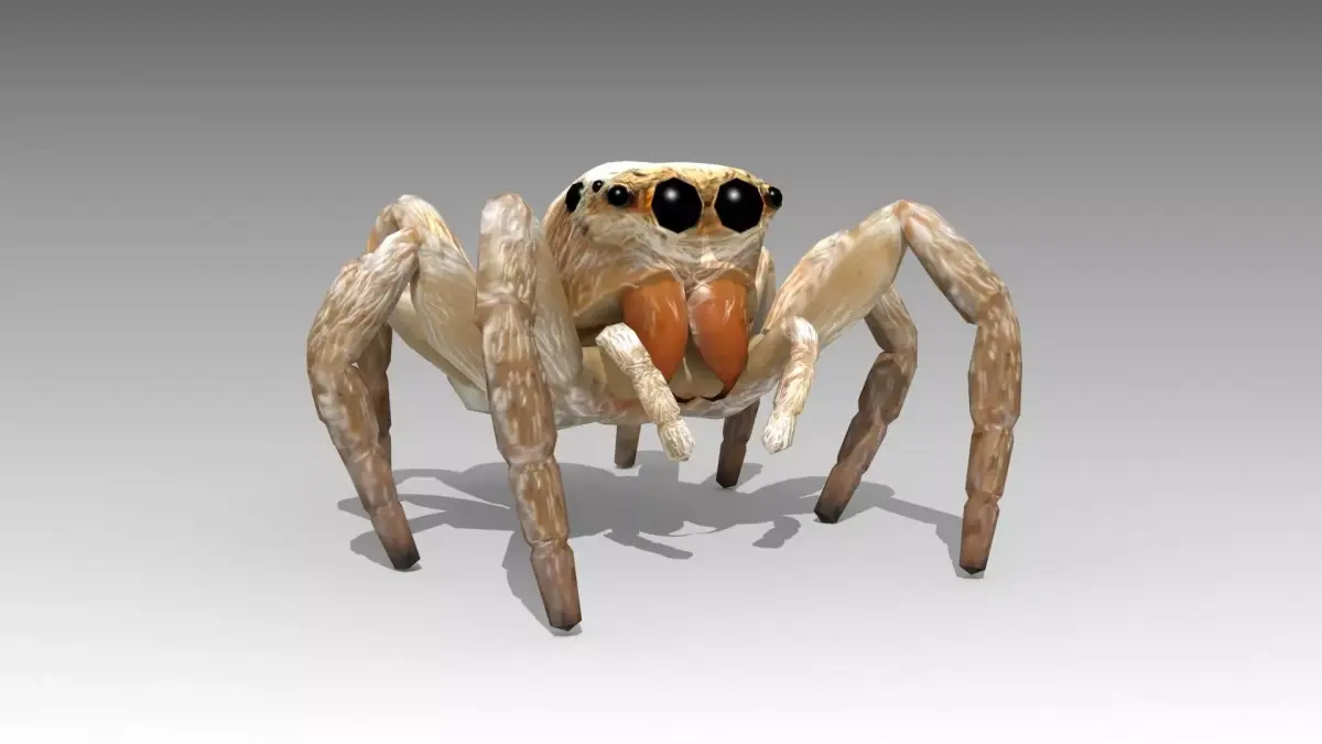 Jumping Spider Low-poly 3D model order
