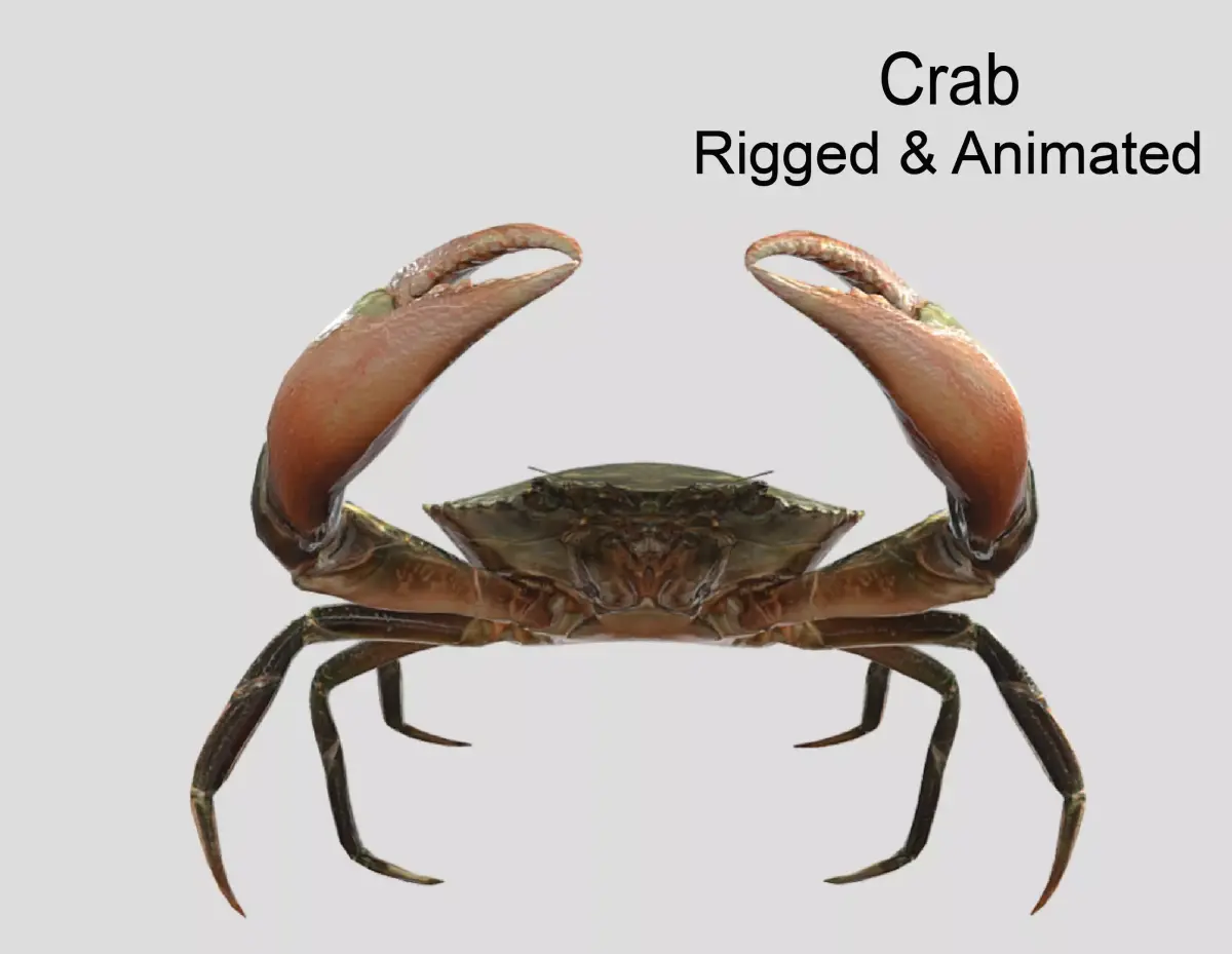 Sea Crab  Realistic Animated Low-poly 3D model