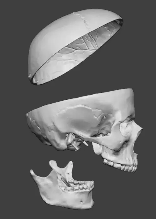 Professional Modular Human Skull - 3-Part Anatomical 3D Scan 3D print model