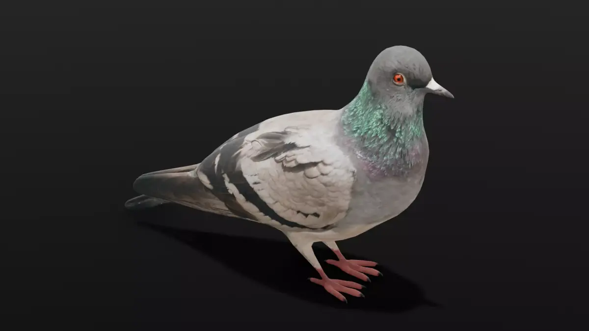 Pigeon Animated and Rigged Low-poly 3D model