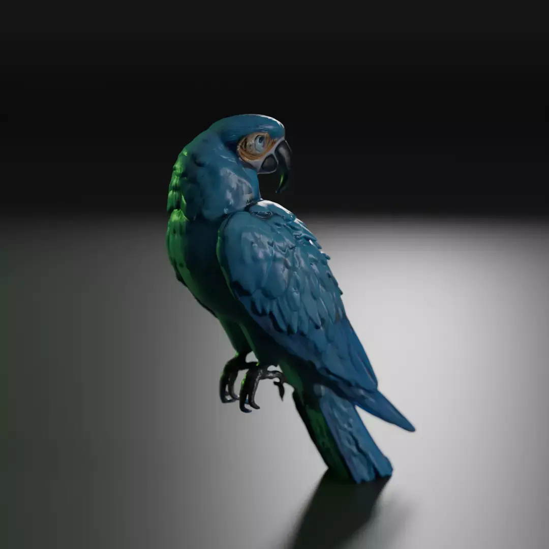 blue macaw 3D model purchase