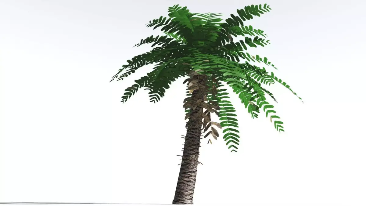 EVERYPlant Pseudoctnis Cycad LowPoly 4 --12 Models-- Low-poly 3D model
