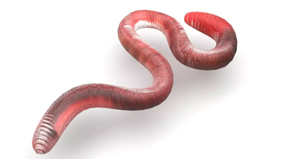 Earthworm 3D model 2