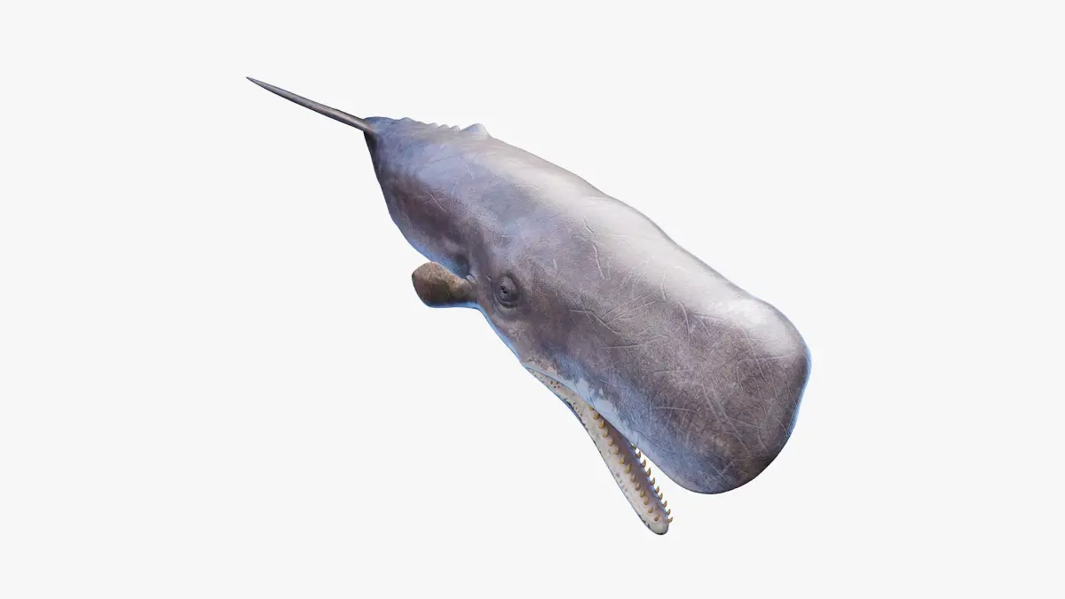 Sperm Whale  purchase 3D model