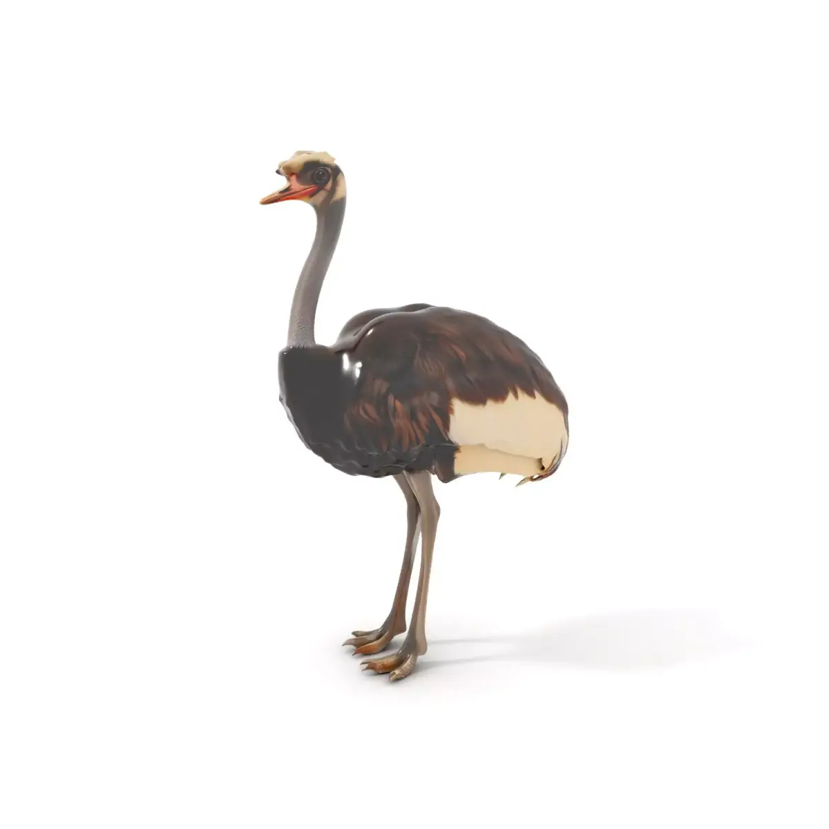 Elegant Ostrich Brown model pack Low-poly 3D model