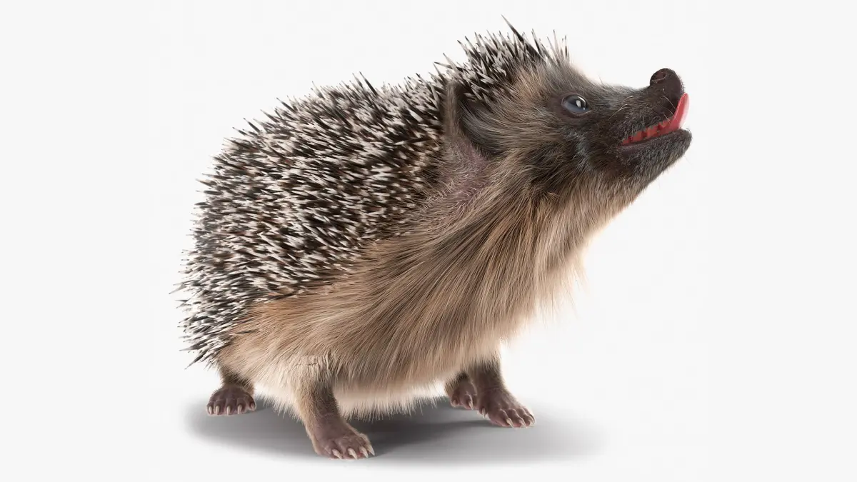 Black Hedgehog Fur Rigged 3D model
