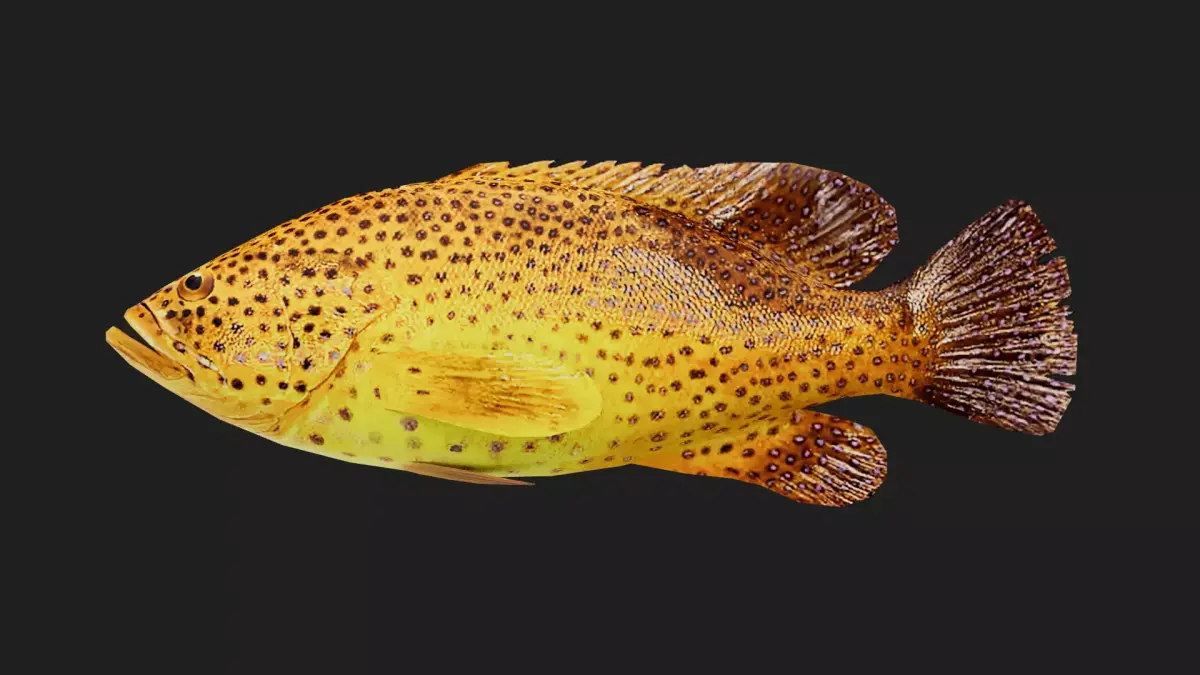 Grouper Low-poly 3D model get