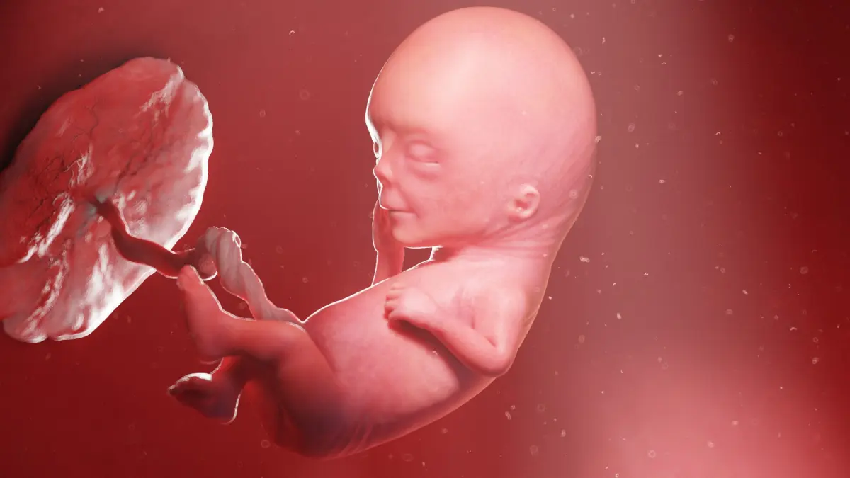 Fetus Week 12 Animated 3D model