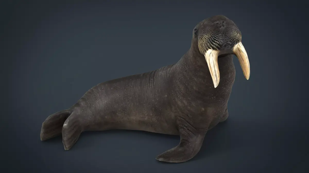 Walrus Low-poly 3D model