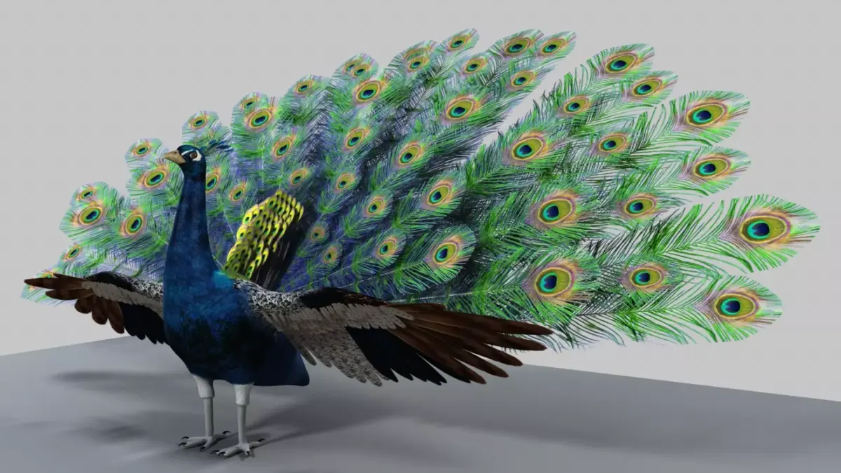 Peacock Rigged and Animation 3D model