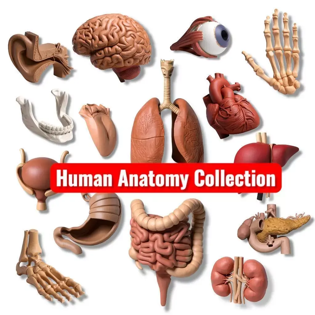 Human anatomy collection pack 3D print model