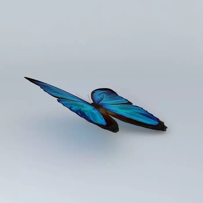 The Blue Mortho Butterfly Free 3D model