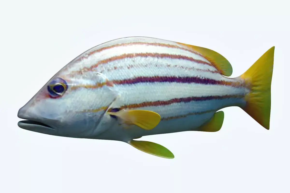 Snapper Fish 3D model
