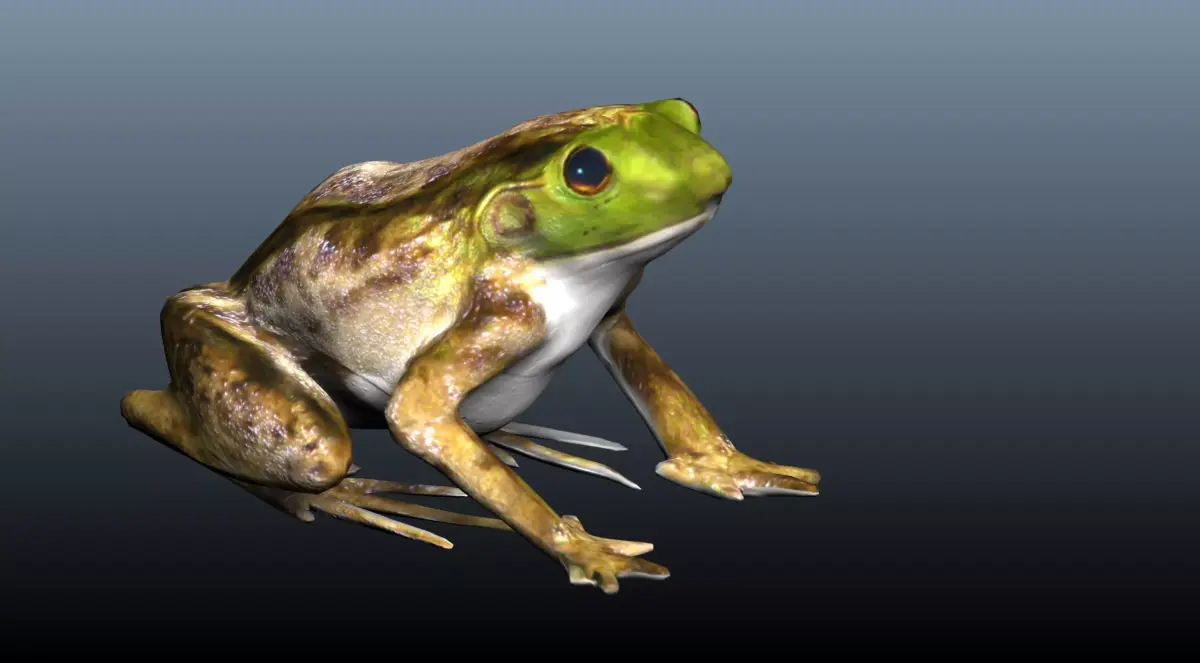 green frog 3D model purchase