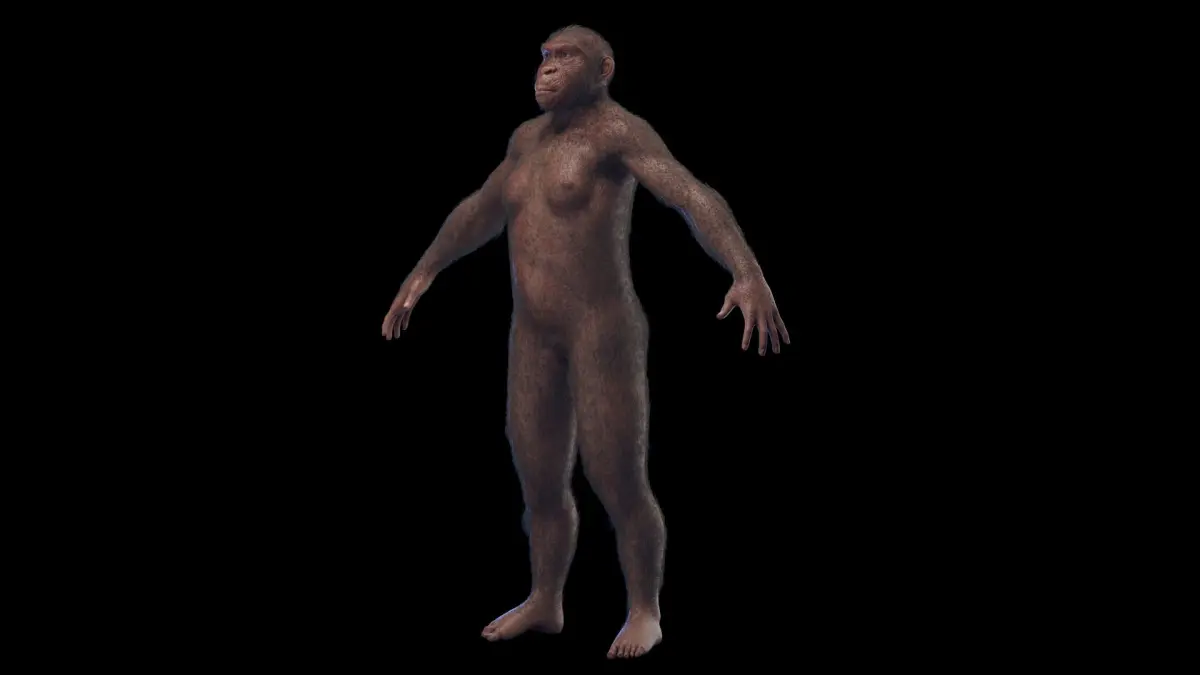 Australopithecus Afarensis Female 3D model