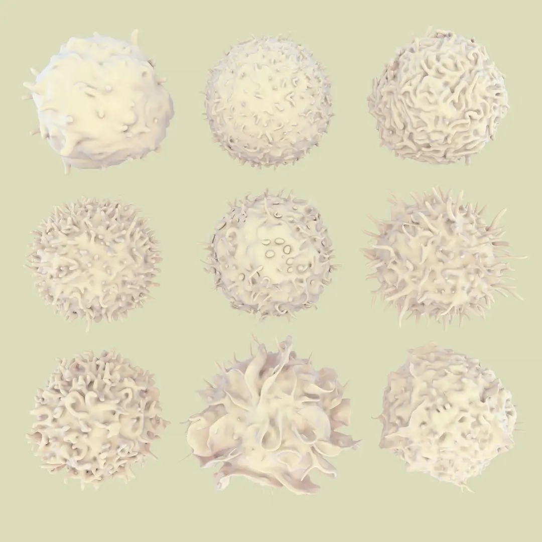 Lymphocytes 3D model