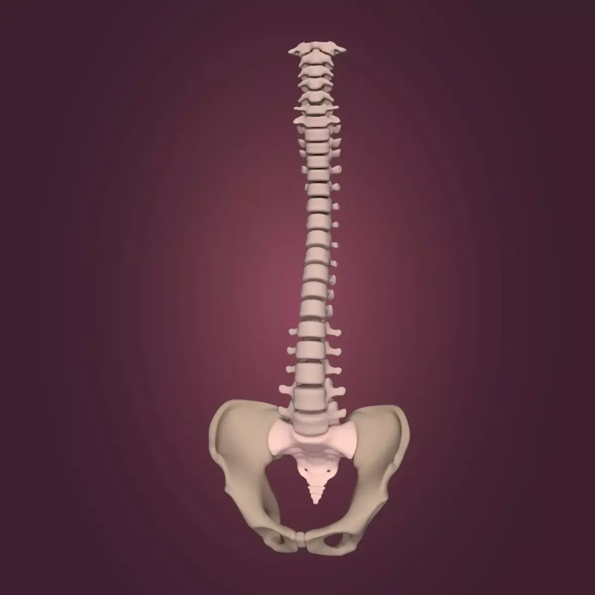 Spine - Tailbone - Sternum Low-poly 3D model purchase