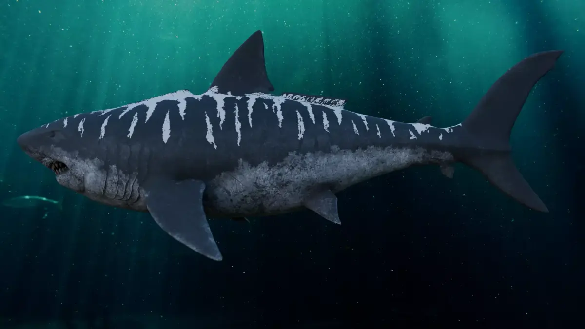 MEGALODON 3D model purchase