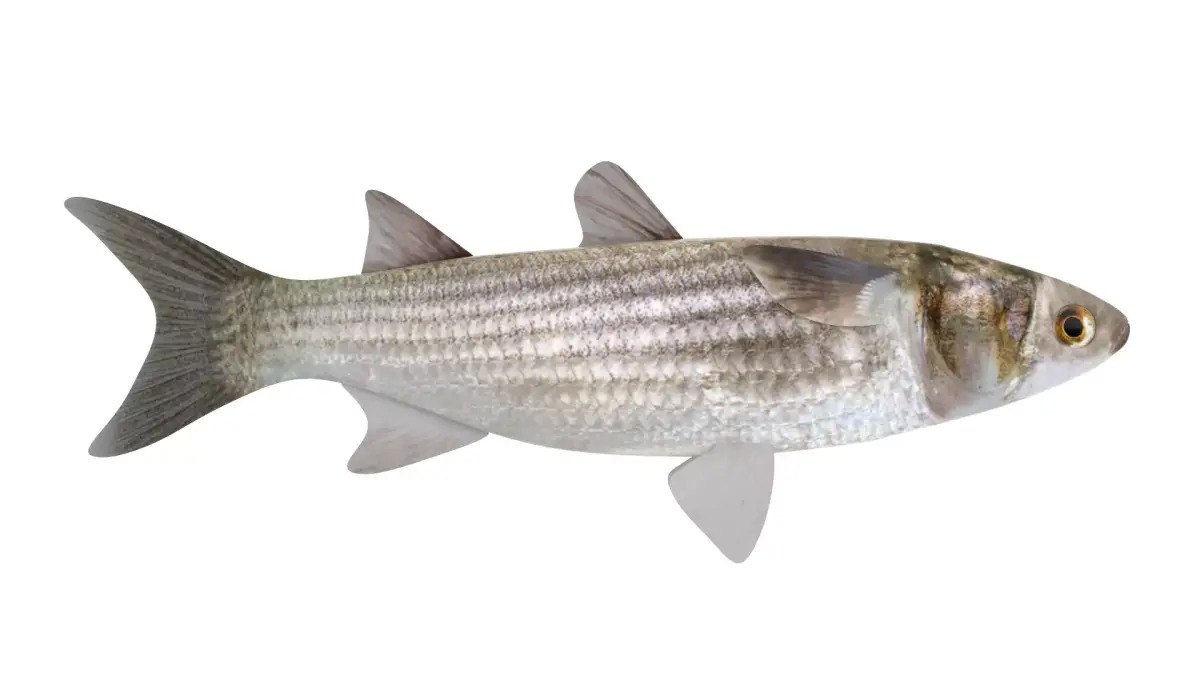 Fish Mullet 3D model