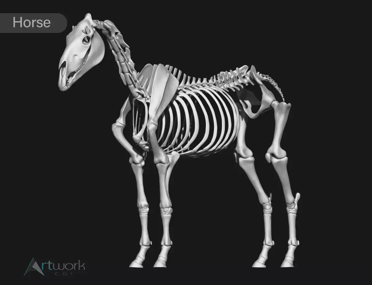 Horse skeleton 3D model