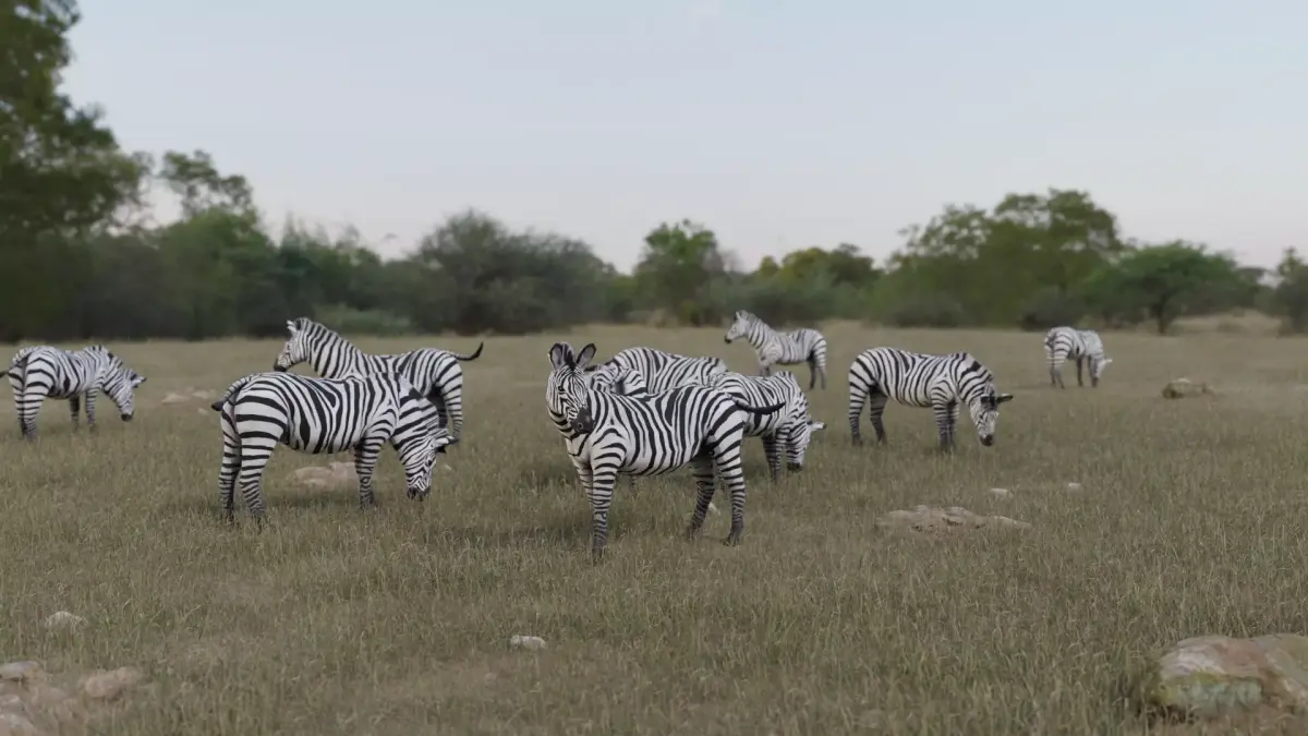 Zebra donkey Low-poly 3D model