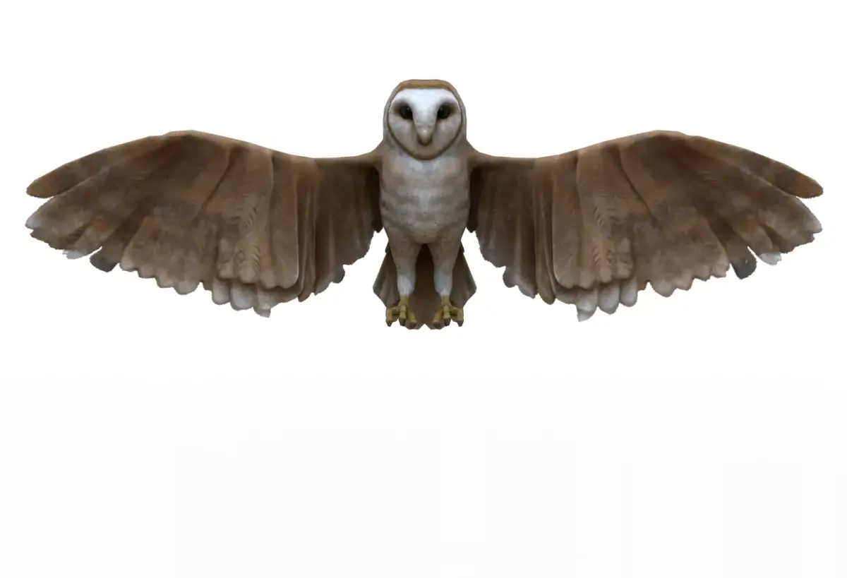Owl bird 3D model