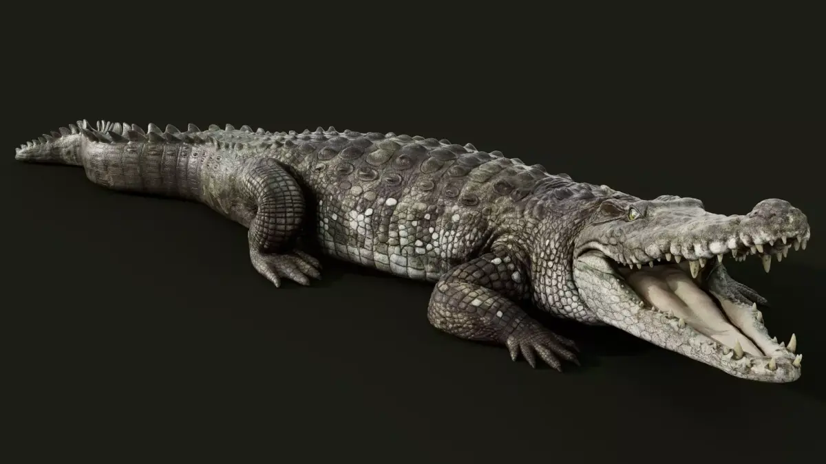 Crocodile Rigged 3D model purchase