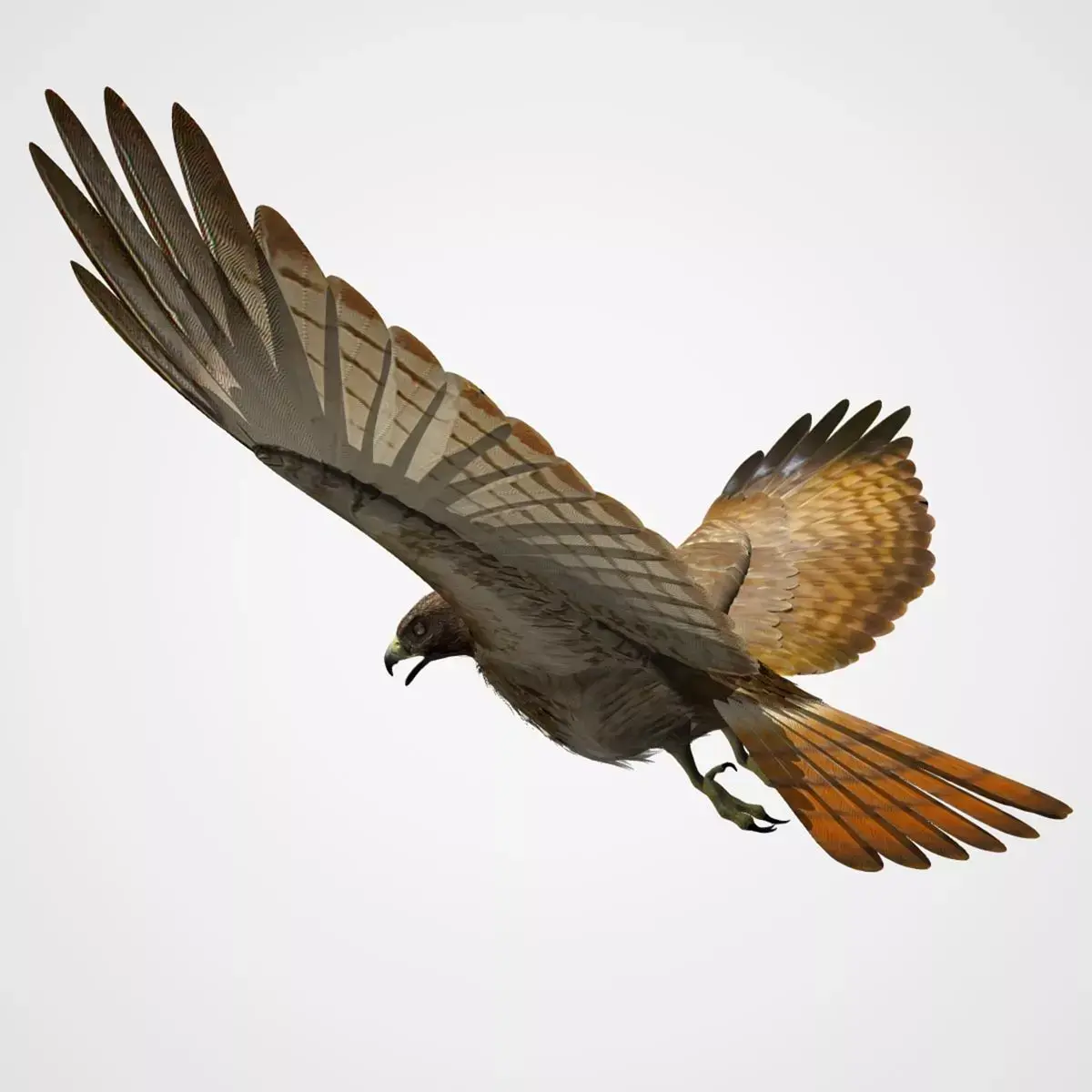 Red Tailed Hawk - rigged - animated 3D model