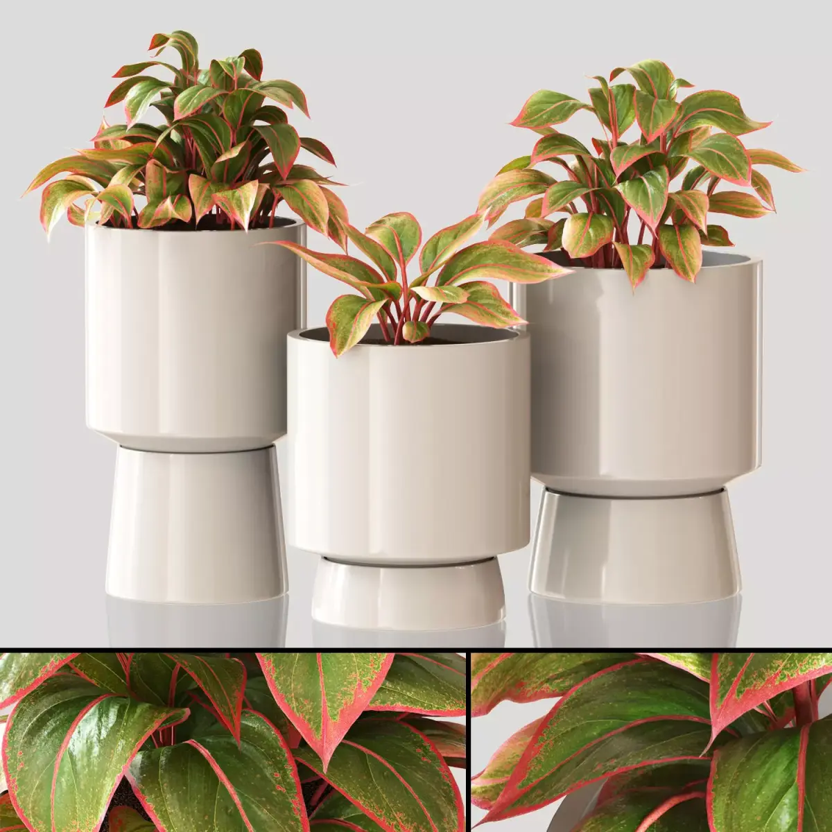 Red Aglaonema 01 3D model
