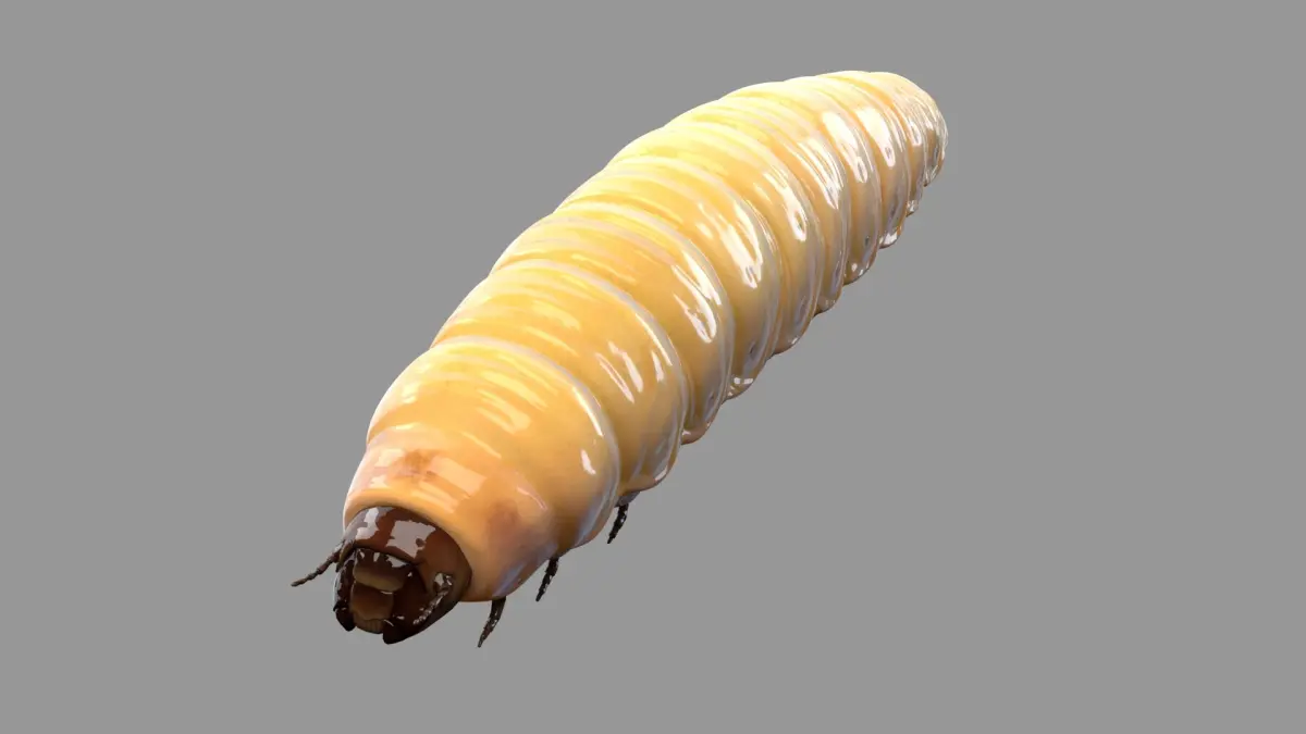 Maggot (Rigged) 3D model