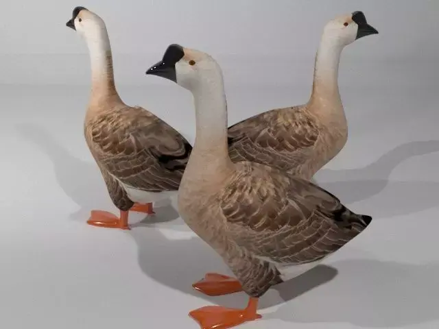 Swan Bird Low-poly 3D model