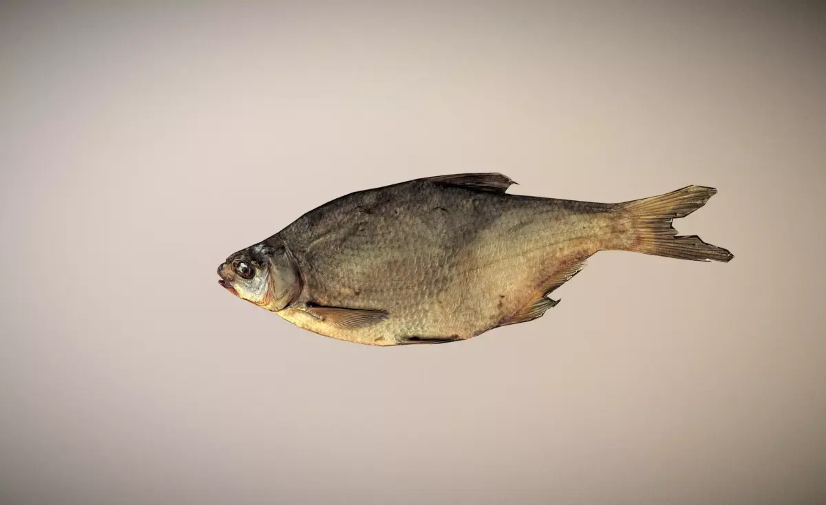 photorealistic dried salty fish scan Low-poly 3D model
