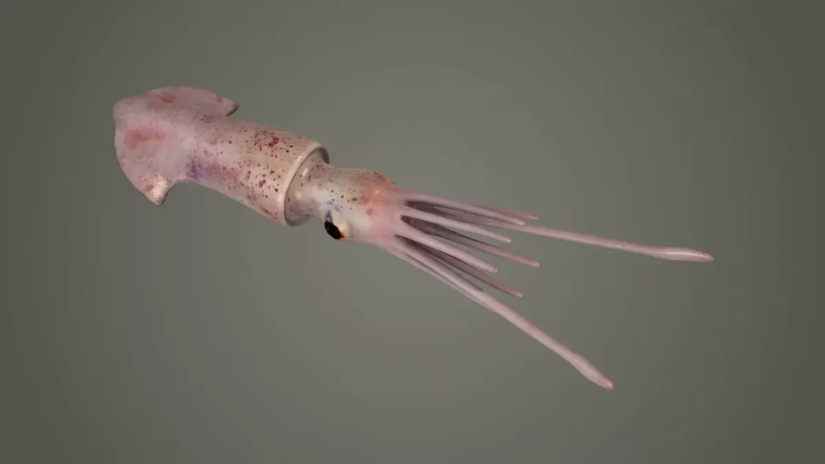 cuttlefish squid octopus cephlapod cephalopod fish  3D model