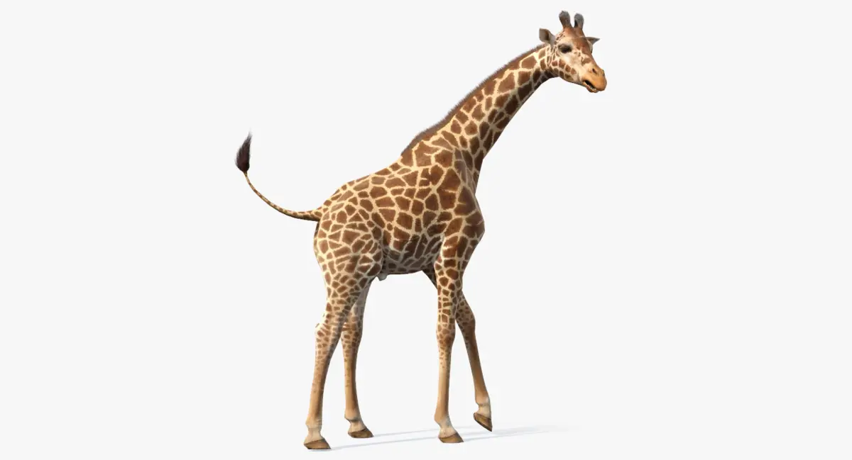 African Giraffe Fur Rigged 3D model