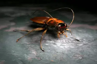 Cockroach beetle on table 3D model