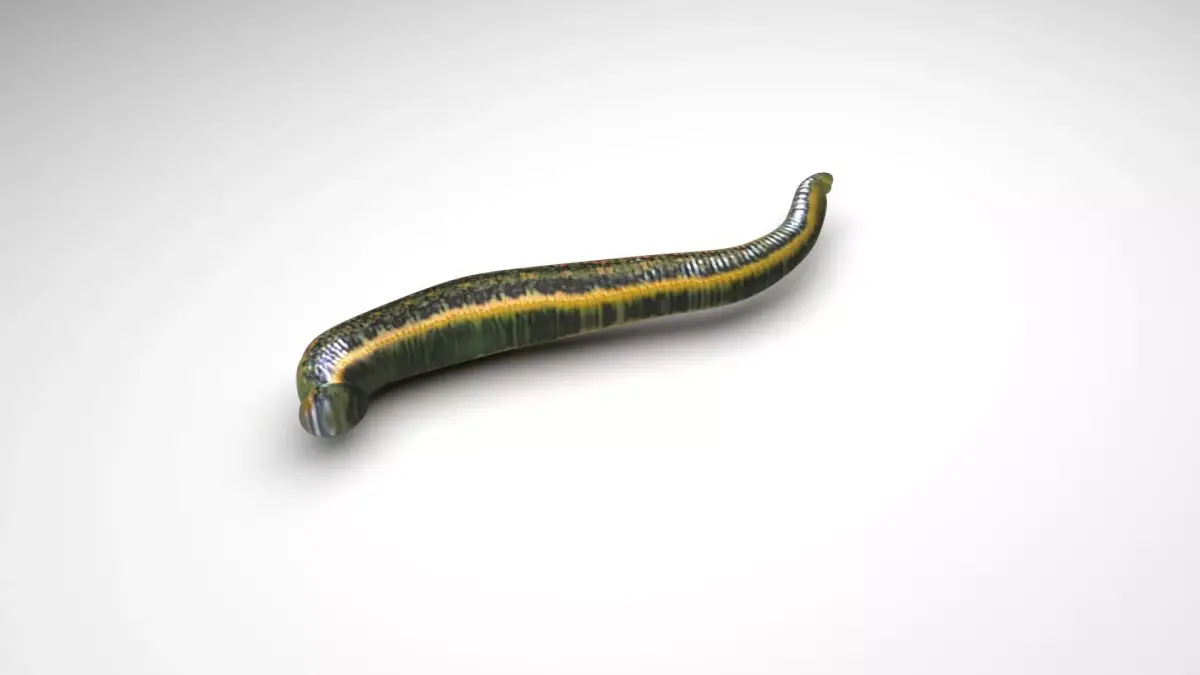 Leech Hirudo Medicinalis 3D model