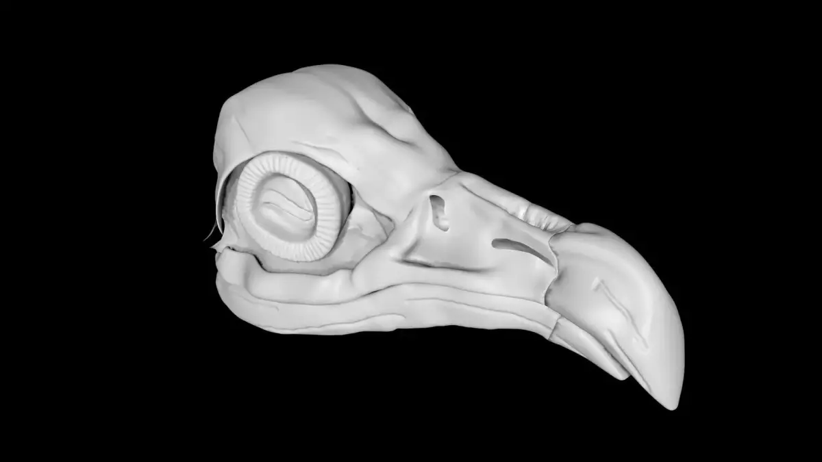 Vulture skull Low-poly 3D model