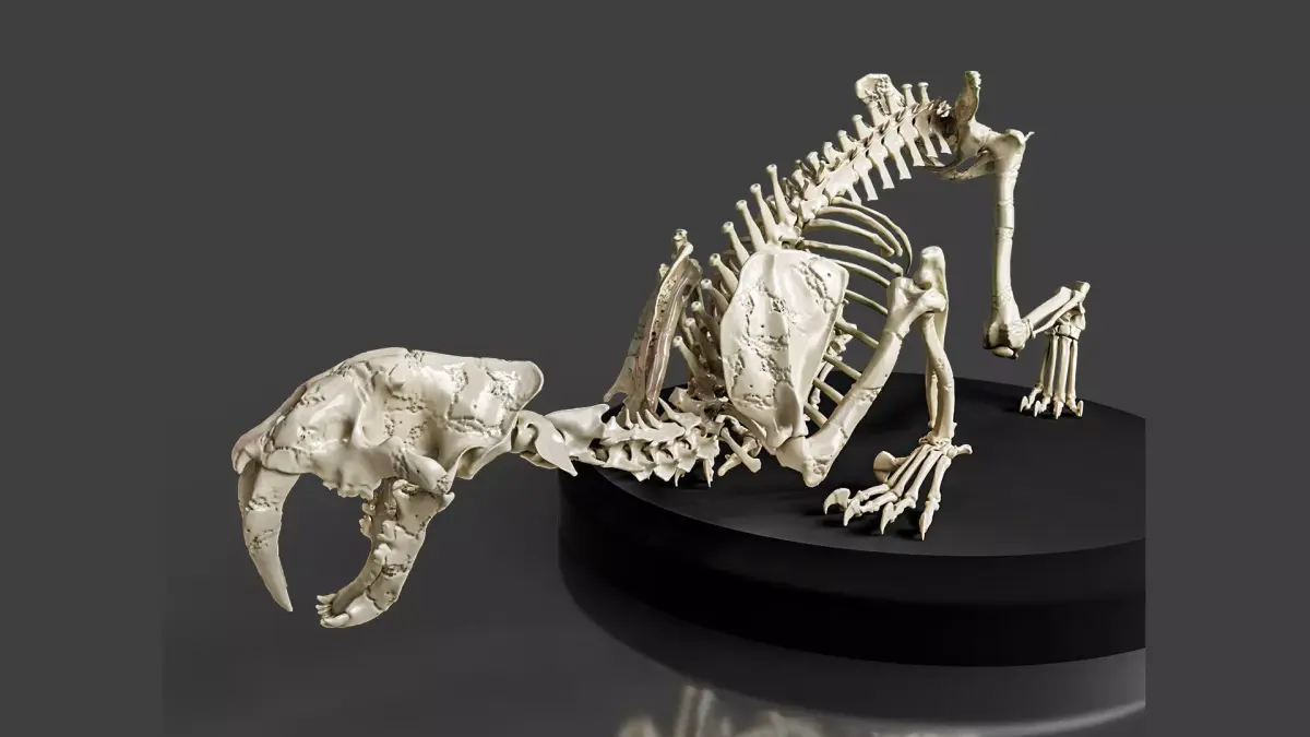 Realistic Sabretooth Skeleton 3D model