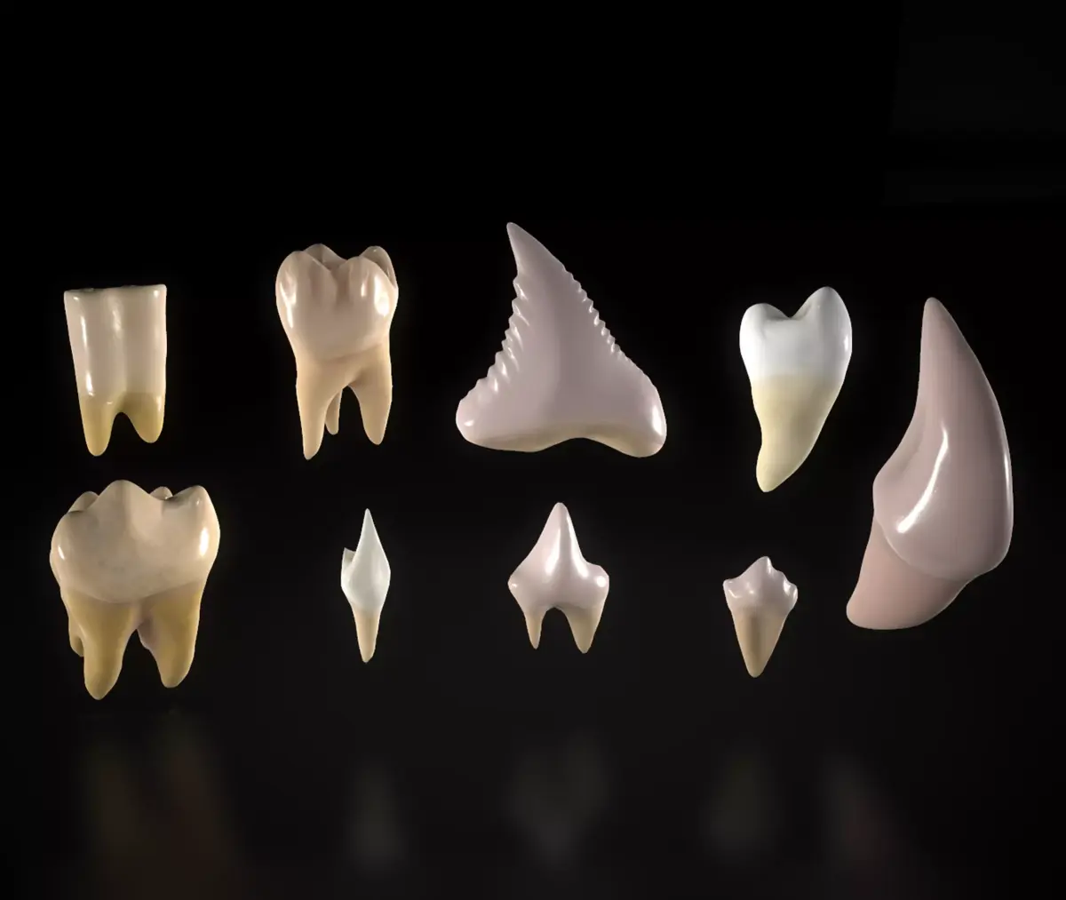 Great Teeth Pack Low-poly 3D model