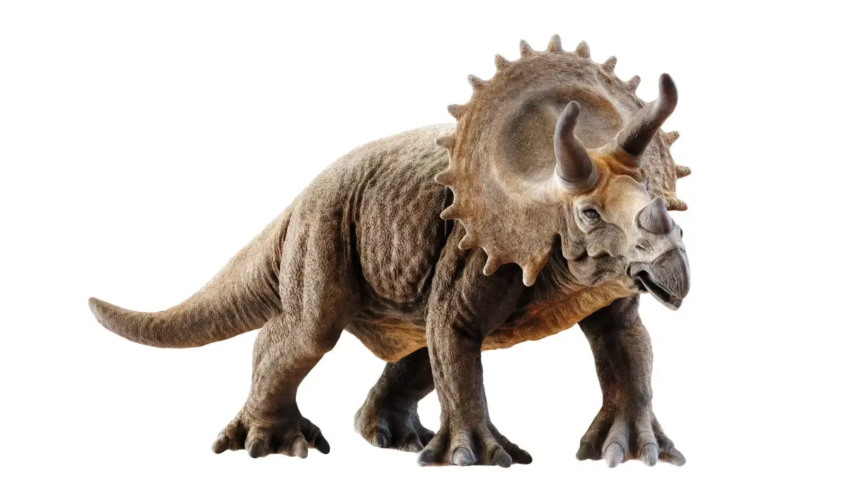 Triceratops dinosaur Low-poly 3D model purchase