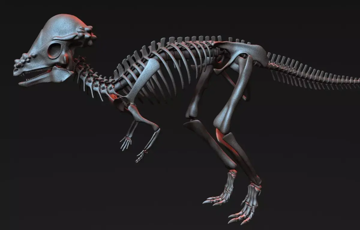 Pachycephalosaurus Skeleton 3D model