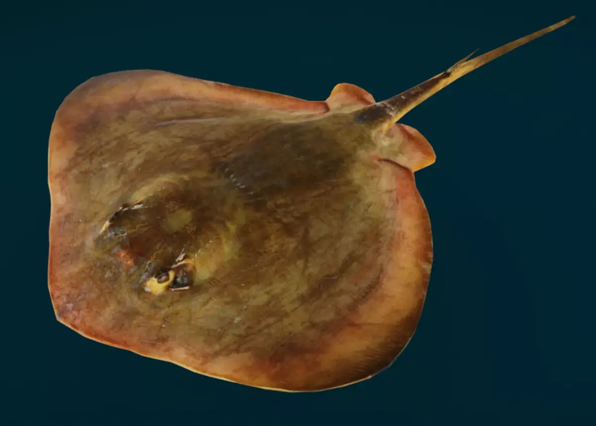 Red Stingray Animated  Low-poly 3D model